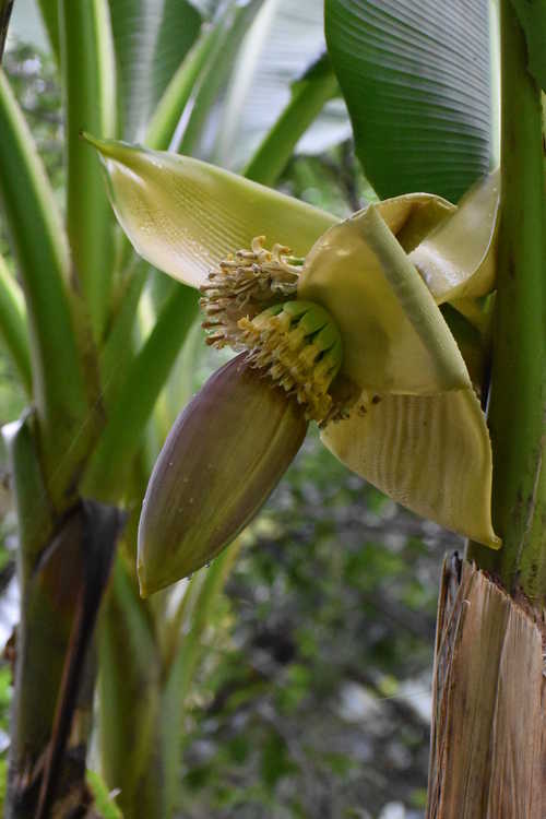 Musa basjoo (textile banana)