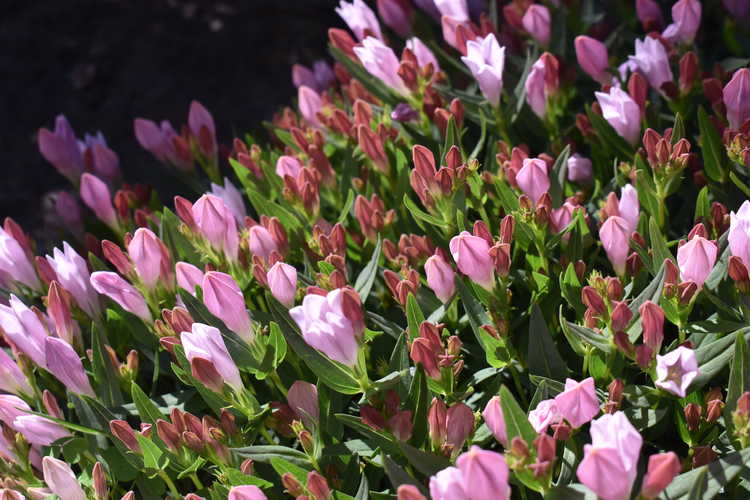 Spigelia gentianoides var. alabamensis (Alabama pinkroot)