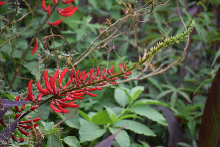 Erythrina ×bidwillii (coralbean hybrid)