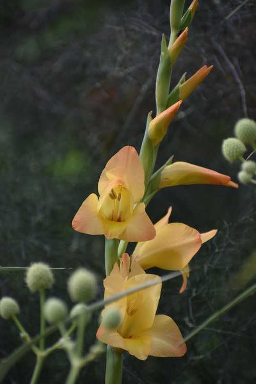 Gladiolus ×gandavensis 'Boone' (hybrid gladiolus)