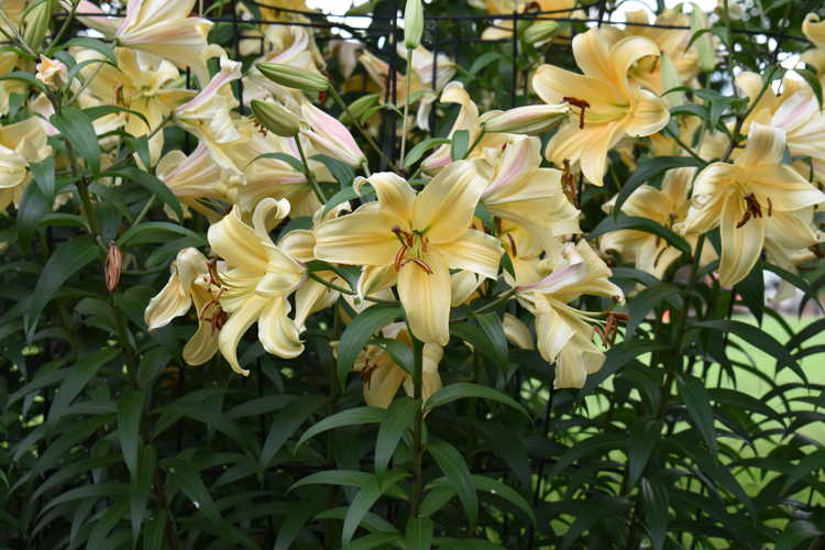 Lilium 'Orania' (Orienpet Lily)