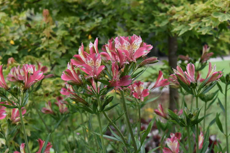 Alstroemeria 'Freedom' (red Peruvian lily)