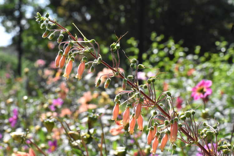 Sinningia sellovii (hardy red gloxinia)