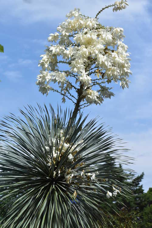 Yucca rostrata (Mexican blue yucca)