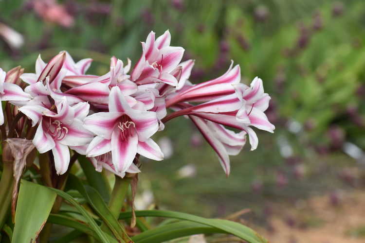 Crinum ×herbertii 'Schreck' (hybrid crinum-lily)
