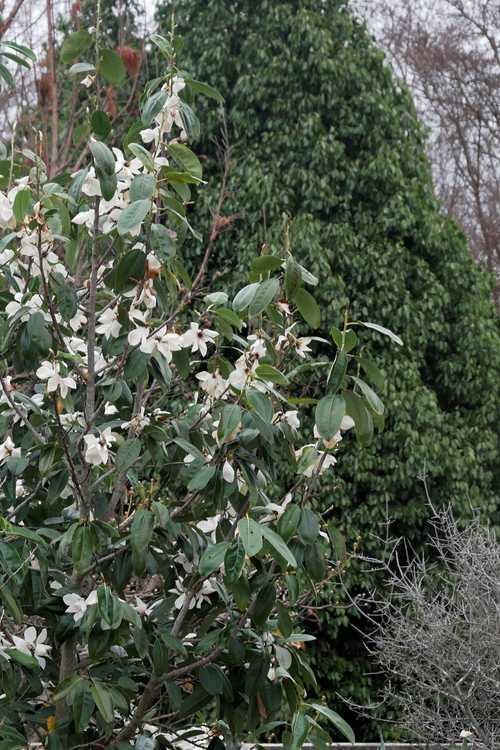 Magnolia cavaleriei var. platypetala (broad petal michelia)