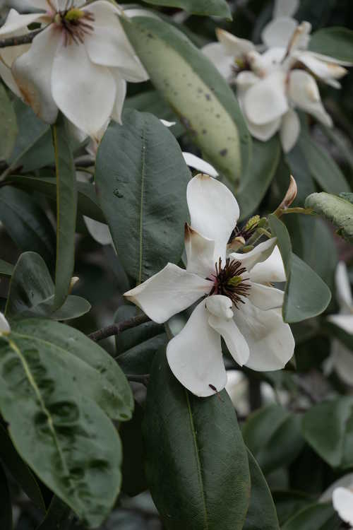 Magnolia cavaleriei var. platypetala (broad petal michelia)