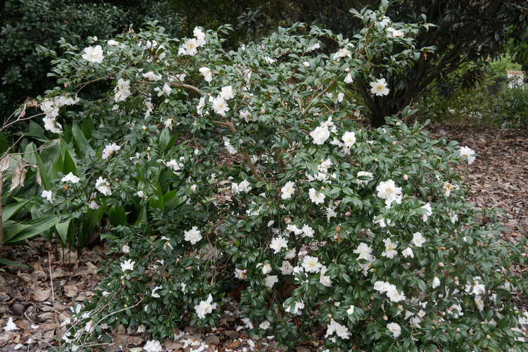 Camellia ×vernalis 'Ginryu' (vernal camellia)