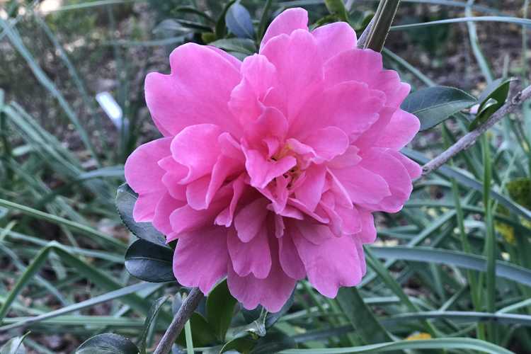 Camellia 'Autumn Spirit' (sasanqua camellia)