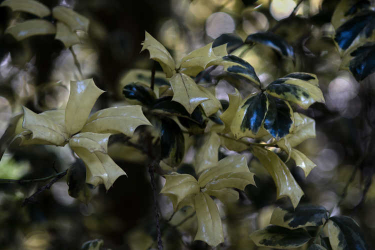 Ilex cornuta 'O. Spring' (variegated Chinese holly)