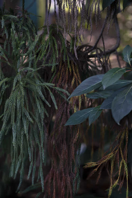 Cryptomeria japonica (Japanese cedar)