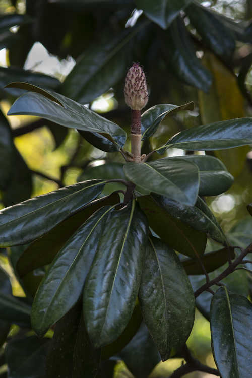 Magnolia grandiflora (Southern magnolia)