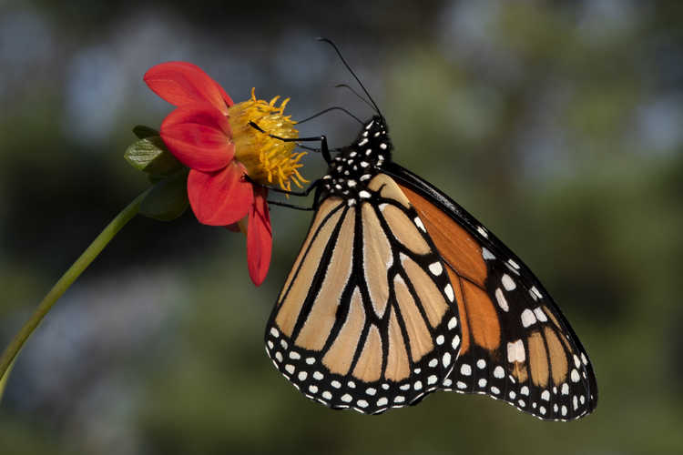 Dahlia (dahlia) - Monarch butterfly