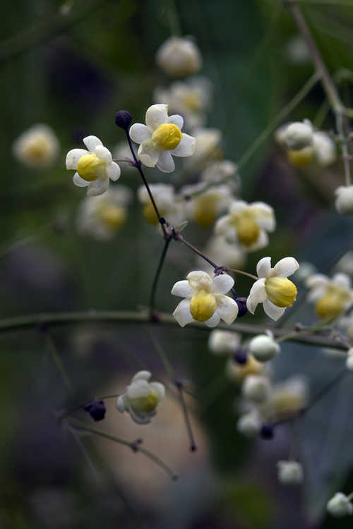 Mahonia ilicina (grape holly)