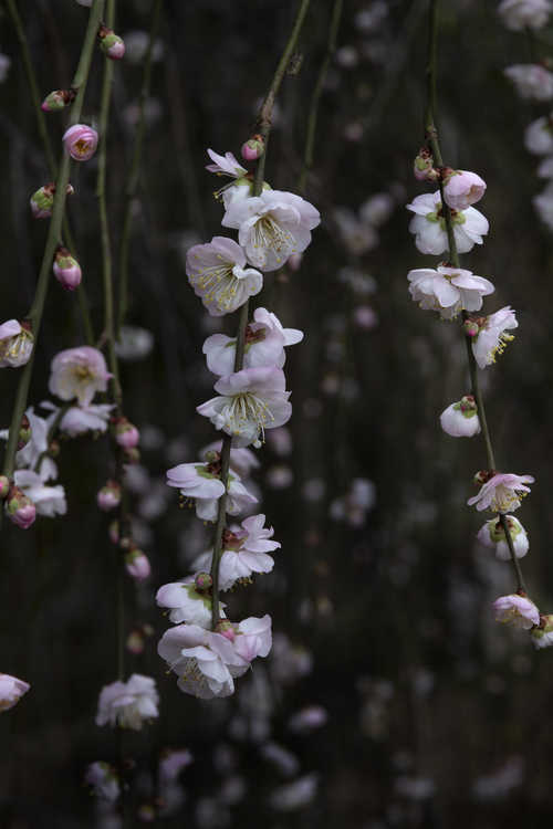 Prunus mume 'Bridal Veil' (weeping flowering apricot)