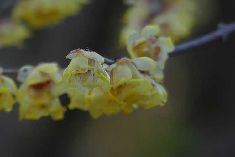Chimonanthus praecox (fragrant wintersweet)