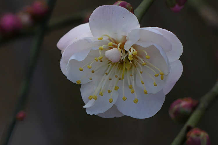Prunus mume 'Bridal Veil' (weeping Japanese flowering apricot)