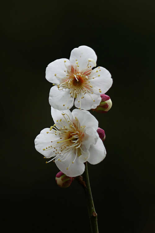 Prunus mume 'Tojibai' (white Japanese flowering apricot)