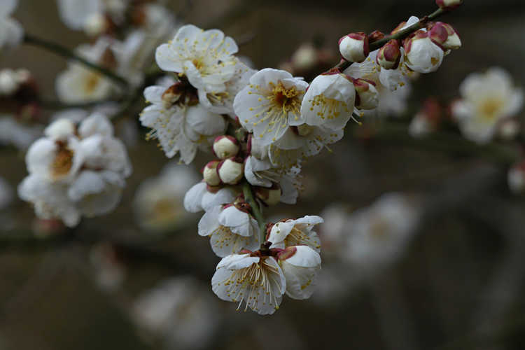 Prunus mume 'Big Joe' (white Japanese flowering apricot)