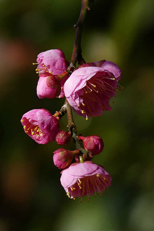 Prunus mume 'Peggy Clarke' (pink Japanese flowering apricot)