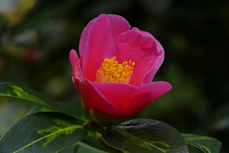 Camellia ×williamsii 'Golden Spangles' (variegated Williamsii camellia)