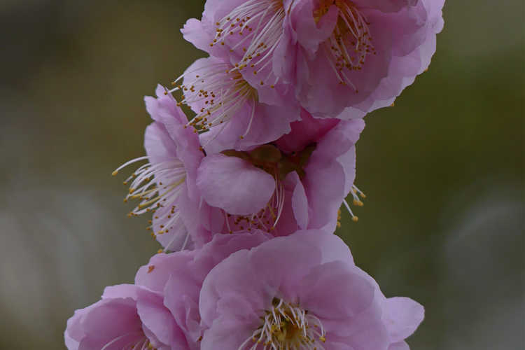 Prunus mume 'Nicholas' (Japanese flowering apricot)