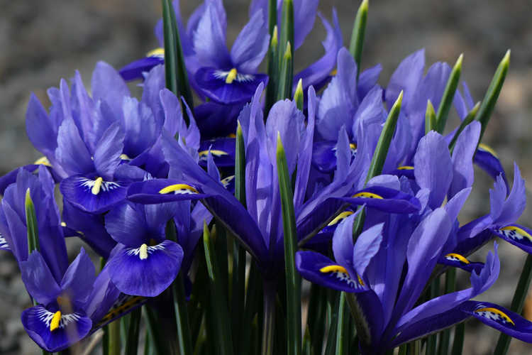 Iris [Reticulata Group] 'Harmony' (netted iris)