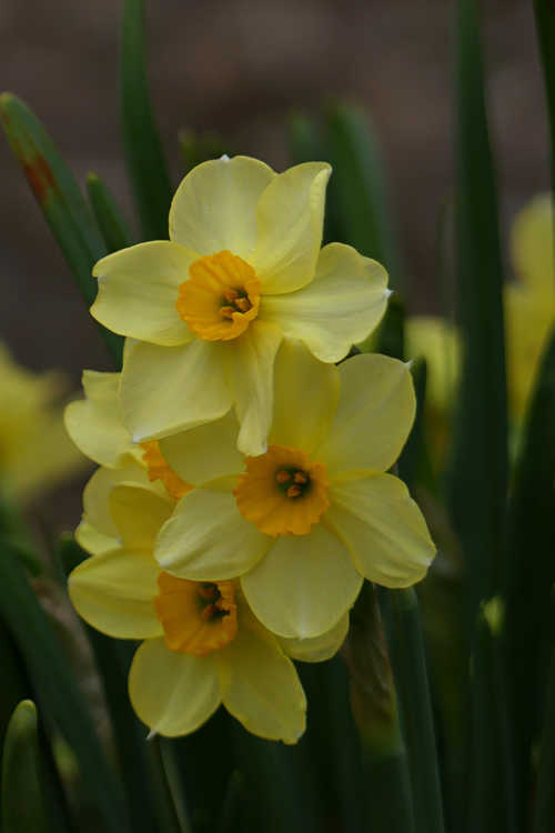Narcissus 'Canarybird' (tazetta daffodil)