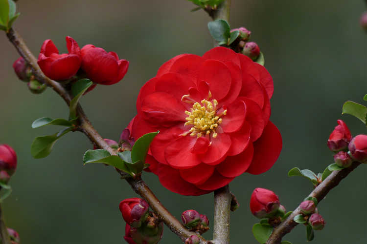Chaenomeles 'Scarlet Storm' (Double Take) (hybrid flowering quince)