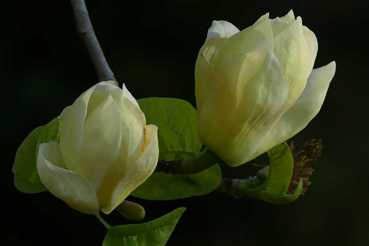 Magnolia 'Lois' (Brooklyn Botanic Garden hybrid magnolia)