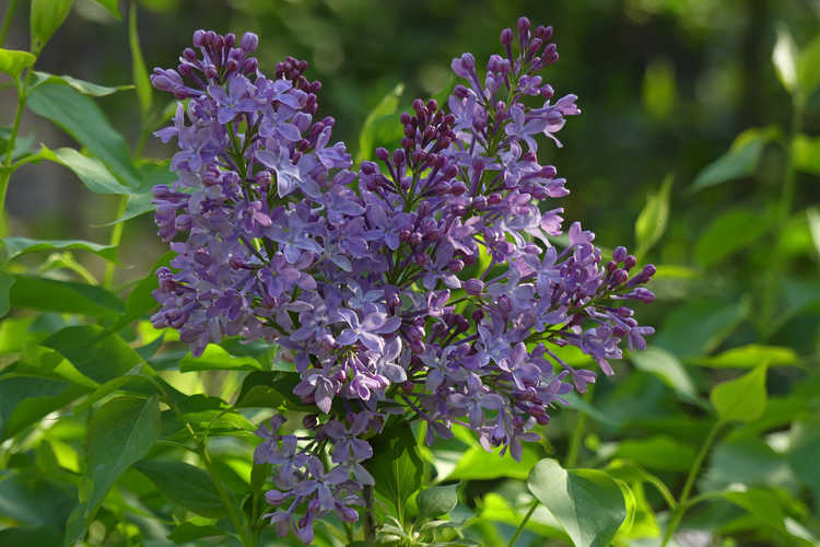 Syringa vulgaris 'G13099' (New Age Lavender compact lilac)