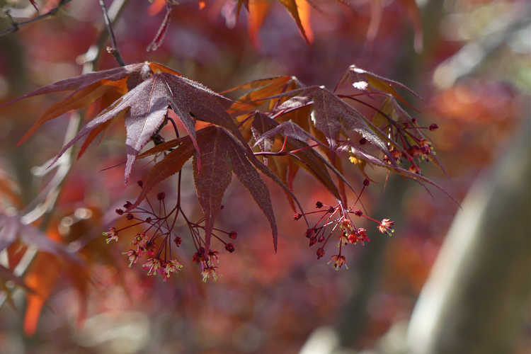 Acer palmatum 'Bloodgood' (purple-leaf Japanese maple)