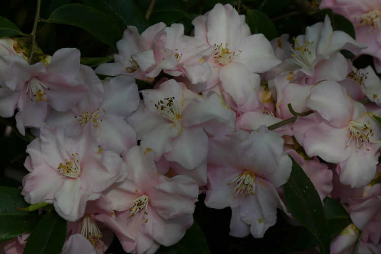 Camellia 'Blushing Fountains' (hybrid camellia)