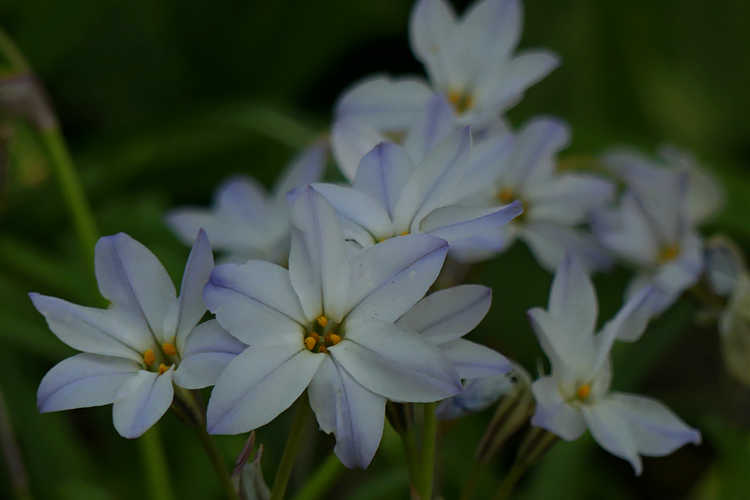 Ipheion uniflorum (spring star flower)