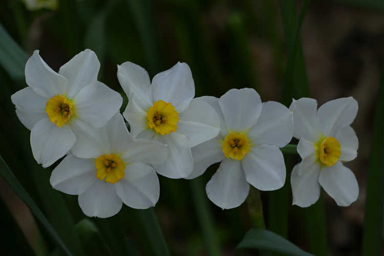Narcissus 'Aspasia' (tazetta daffodil)