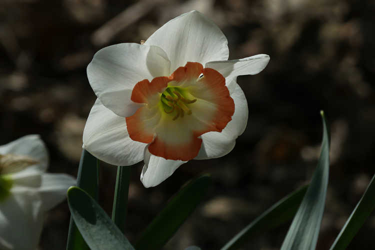 Narcissus 'Night Cap' (large-cupped daffodil)