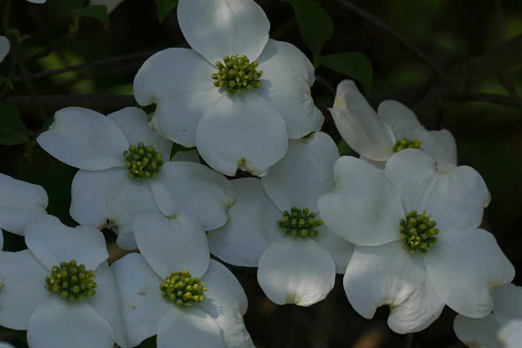 Cornus florida 'Suwanee Squat' (dwarf flowering dogwood)