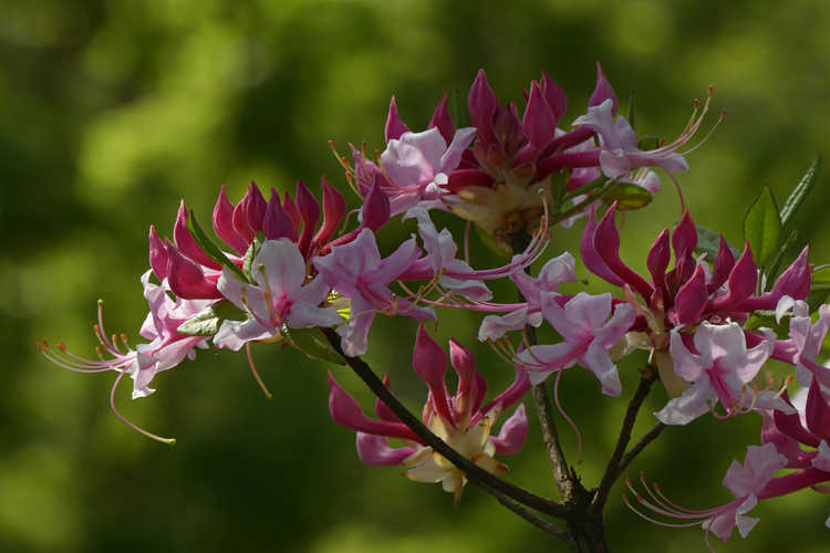 Rhododendron canescens 'Varnadoes Phlox Pink' (Piedmont azalea)