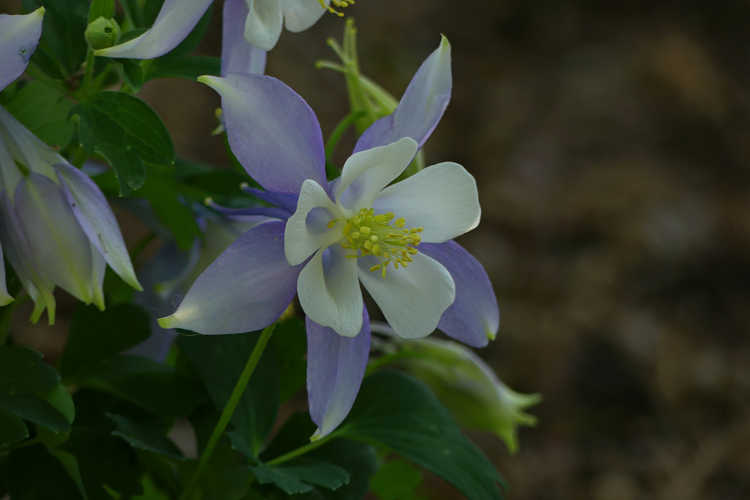 Aquilegia caerulea (Kirigami Light Blue & White Rocky Mountain columbine)