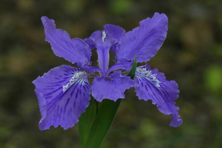Iris tectorum (Japanese roof iris)
