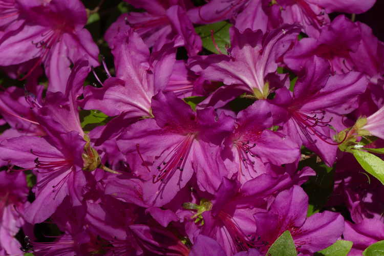 Rhododendron 'Congo' (Robin Hill azalea)