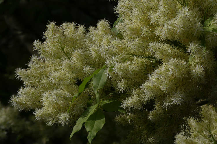 Fraxinus insularis (Chinese flowering ash)