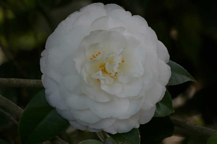 Camellia japonica 'White Perfection' (Japanese camellia)