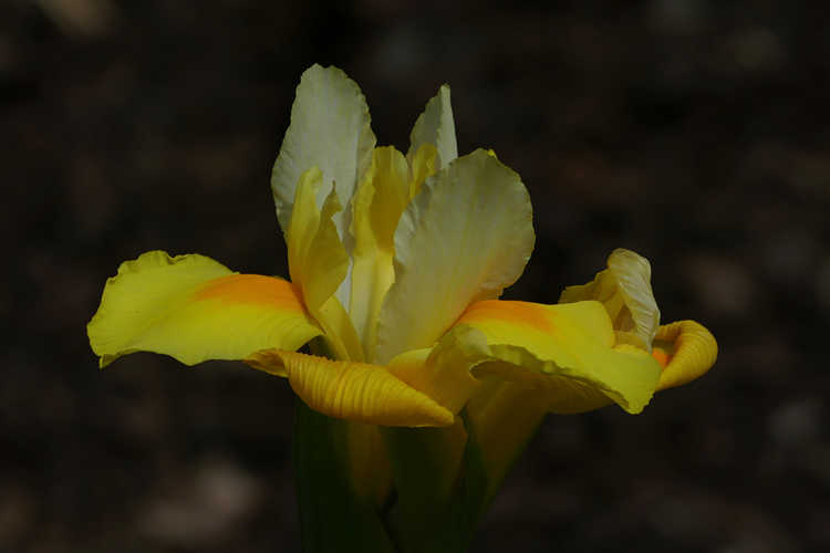 Iris 'Symphony' (tall bearded iris)