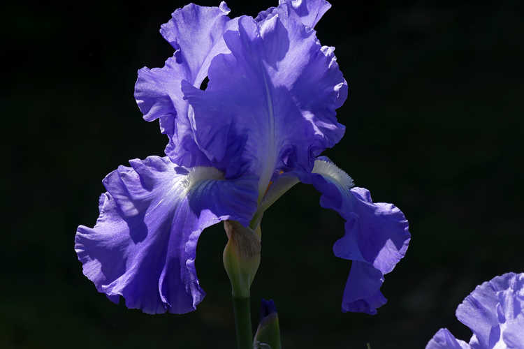 Iris 'Victoria Falls' (tall bearded iris)