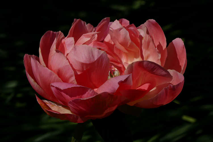 Paeonia 'Coral 'N Gold' (peony)