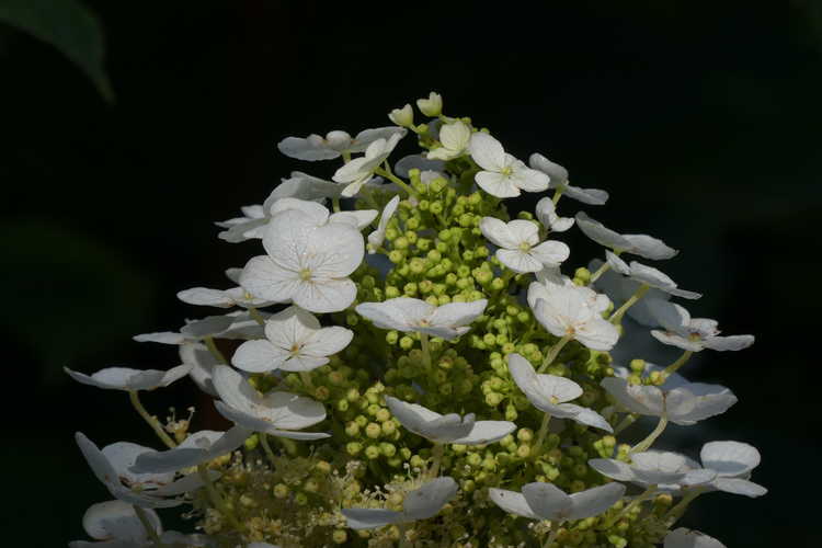 Hydrangea quercifolia 'Emerald Lake' (oakleaf hydrangea)
