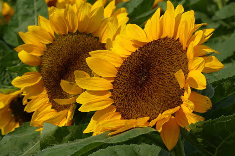 Helianthus (sunflower)