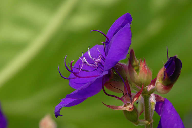 Tibouchina urvilleana 'Edwardsii' (princess flower)