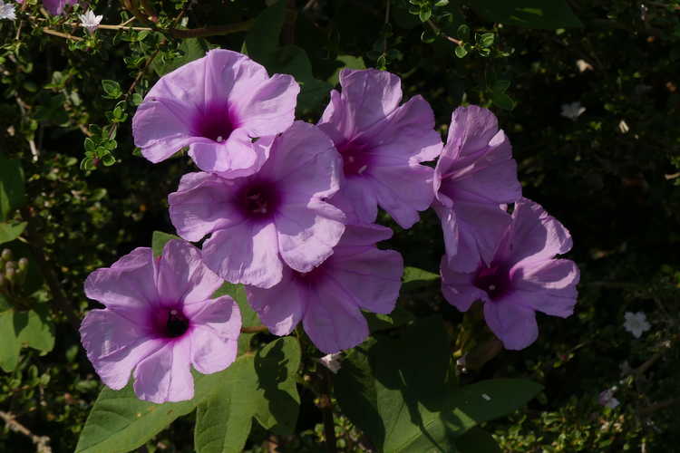 Ipomoea andersonii (tropical morning glory)